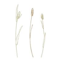 Phleum pratense three branches wild, meadow herbs, dried flowers. Line art is a simple hand-drawn illustration in beige, ochre, brown ink. Isolated EPS set of elements. vector