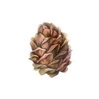 Cedar cone brown, pine cone large side view. Hand drawn watercolor illustration. Separate object isolated from background. vector
