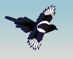 An illustration of a flying magpie. You see the bird from a side. Both wings are spread out. The background is a pale blue gradient. vector