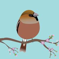 A very cute hawfinch bird in the shape of an egg. Soft green background. The bird sits on a branch with pink blossoms. vector