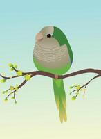A very cute quaker parrot or monk parakeet in the shape of an egg. Soft green gradient background. The bird is perched on a branch with yellow blossoms. vector