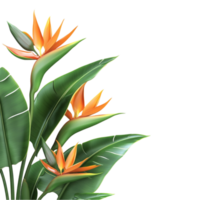 Bird of Paradise Flower Isolated on Transparent Background. png