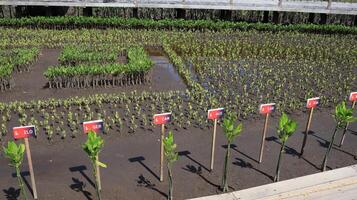 Tahura mangrove area, meeting place for state leaders at the G20 Summit photo