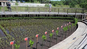 Tahura mangrove area, meeting place for state leaders at the G20 Summit photo