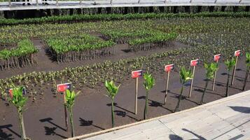 Tahura mangrove area, meeting place for state leaders at the G20 Summit photo