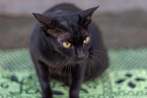 Mysterious black cat with yellow eyes photo
