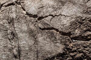 Background texture of old weathered bark photo