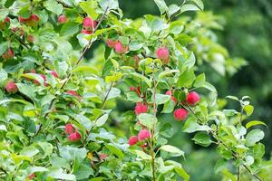 Red ripe apples hang on the branches of an apple tree. Harvest. photo