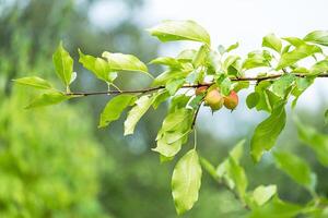 Red ripe apples hang on the branches of an apple tree. Harvest. photo