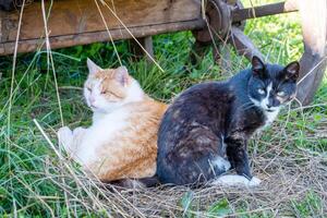 Two country cats resting in the shade on the grass. Selective focus. photo