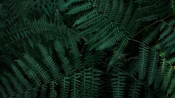 Perfect natural young fern leaves pattern background. Dark and moody feel. Top view. Copy space. photo