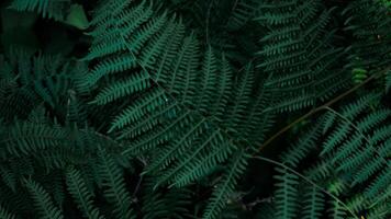Perfect natural young fern leaves pattern background. Dark and moody feel. Top view. Copy space. photo