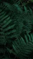 Perfect natural young fern leaves pattern background. Dark and moody feel. Top view. Copy space. photo