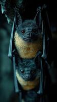 Bat hanging upside down in cave photo