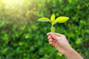 Hand holding with tree for co2, ESG and net zero. energy saving concept. save our planet, world environment day, world earth day. sustainable development and green business. photo