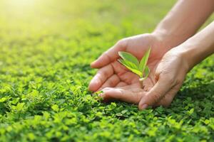 Hand holding with tree for co2, ESG and net zero. energy saving concept. save our planet, world environment day, world earth day. sustainable development and green business. photo