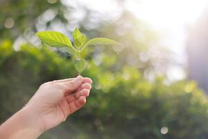 Hand holding with tree for co2, ESG and net zero. energy saving concept. save our planet, world environment day, world earth day. sustainable development and green business. photo