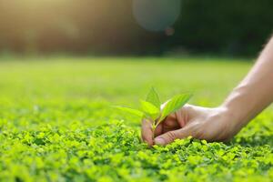 Hand holding with tree for co2, ESG and net zero. energy saving concept. save our planet, world environment day, world earth day. sustainable development and green business. photo