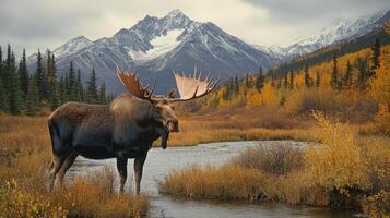 Large bull moose standing in a field with mountains in the background photo