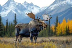 Large bull moose standing in a field with mountains in the background photo
