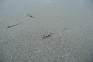 Little crab on the edge of a sandy beach. photo