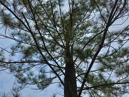Observing trees in the park on a sunny day with the sunlight filtering through the trees in a forest and various shades of wood with blue sky background photo