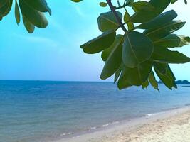 Green leaves with wonderful view of tropical beach photo