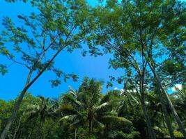 Observing trees in the park on a sunny day with the sunlight filtering through the trees in a forest and various shades of wood with blue sky background photo