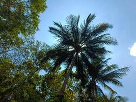 Observing trees in the park on a sunny day with the sunlight filtering through the trees in a forest and various shades of wood with blue sky background photo