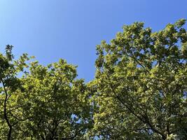 Nature background of Oak tree against the blue sky in the oak forest. Clear blue sky and trees in the summer photo