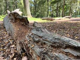 Fallen trunk of an old oak tree in oak forest photo