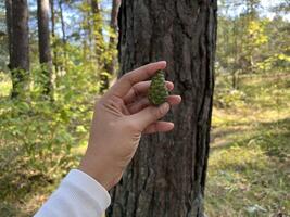 A hand holding green pine con in front of pine tree in pine forest photo