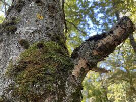 Nature photo background of Moss on oak trees. Moss cover on tree bark.