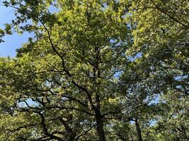 Nature photo background of Oak tree Branches with green leaves against blue sky. Blue sky and trees in the summer