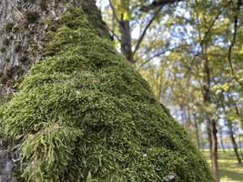 Moss on oak trees. Moss cover on tree bark background. Close-up moss texture on tree surface. photo