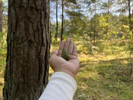A hand showing green pine con in front of pine tree in pine forest photo