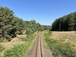 Natural photo background of railroad tracks in the middle of a green pine forest. Pine plantation