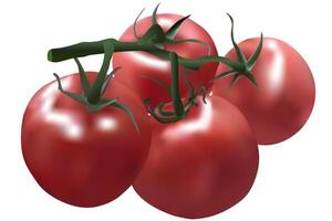 Tomatoes on a white background. vector