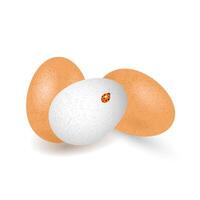 Eggs isolated on white background. vector