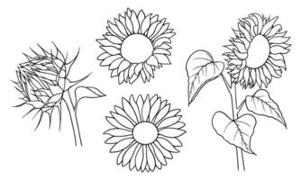 sunflower illustrations set in line art style. Graphic monochrome drawing. Hand drawn floral outline sketch, engraved illustration. Design element for coloring book, tattoo, logo, icon, label. vector
