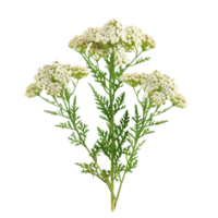 White Yarrow Flowers png