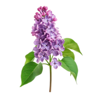 Lilac Flowers with Green Leaves png