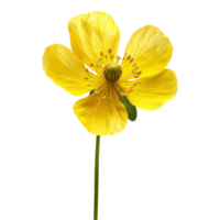 Single Yellow Flower Isolated png
