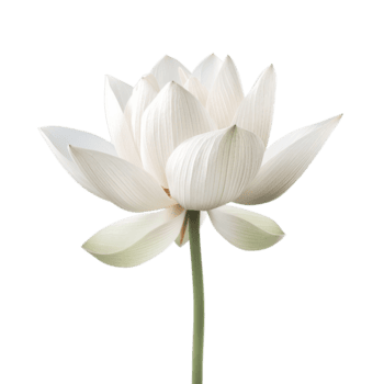 blanco loto flor aislado png