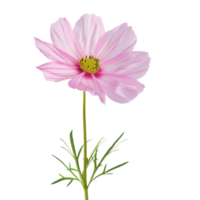 Pink Cosmos Flower Isolated png