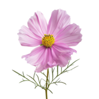 Pink Cosmos Flower Isolated png