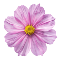 Pink Cosmos Flower Isolated png
