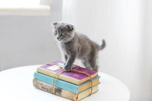 Lovely grey scotish kitten sitting on the pile of books in the living room photo