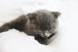 Grey purebred british kitten sleeps on blanket photo