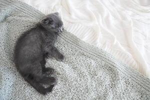 Grey purebred british kitten sleeps on blanket photo